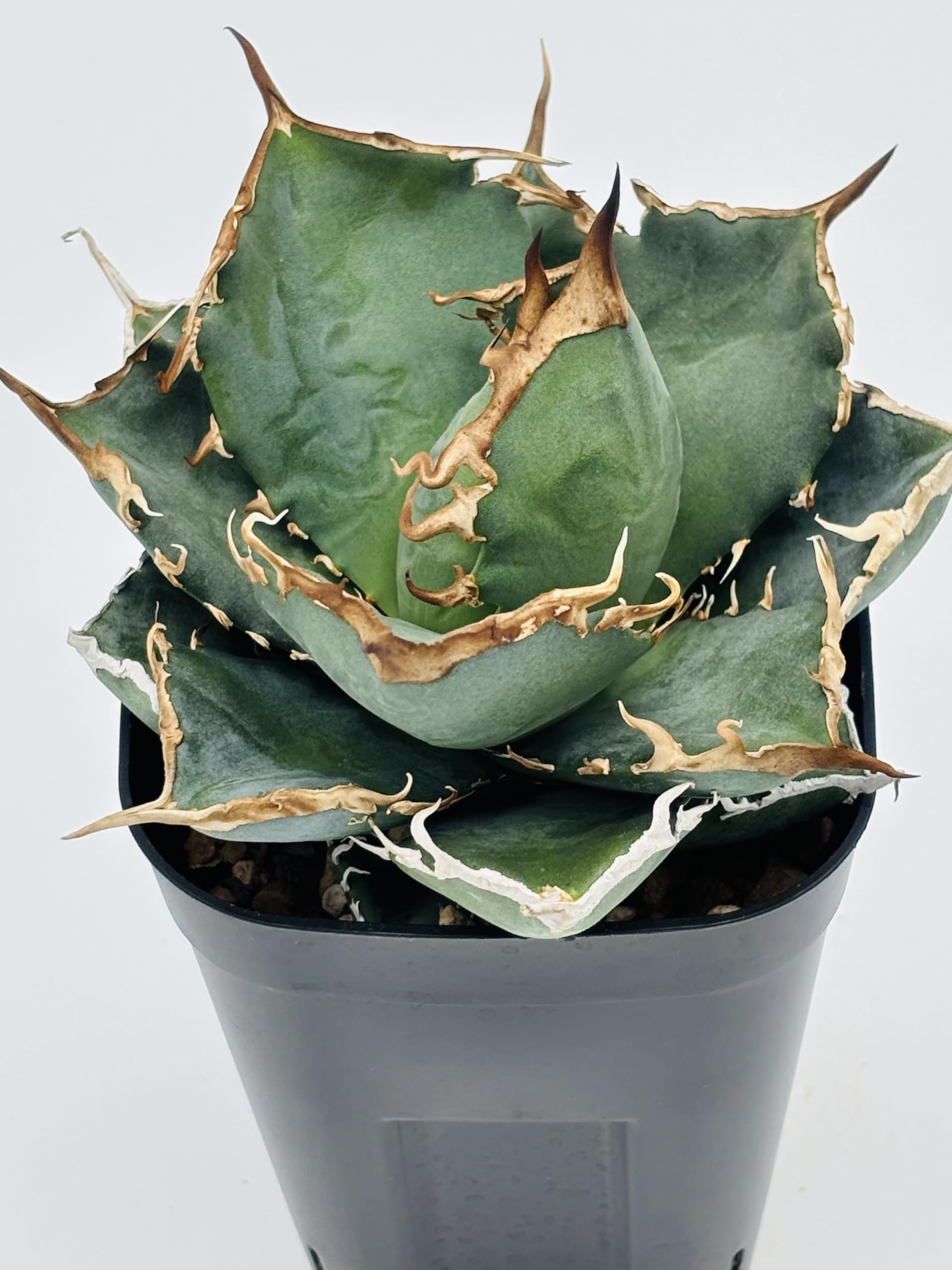 Amazon|アガベ チタノタ 黒犀牛/Agave titanota 'Black Rhino/観葉 Amazon|アガベ チタノタ 黒犀牛/Agave titanota 'Black Rhino/観葉